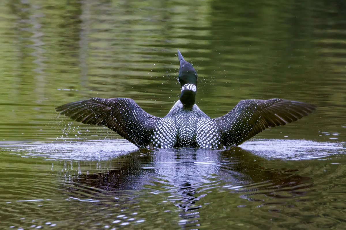 Common loon on Pleasant Lake