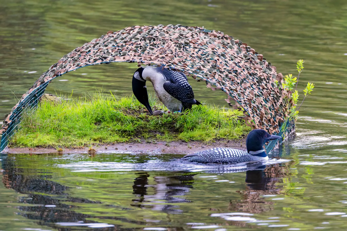 Common loon on Pleasant Lake