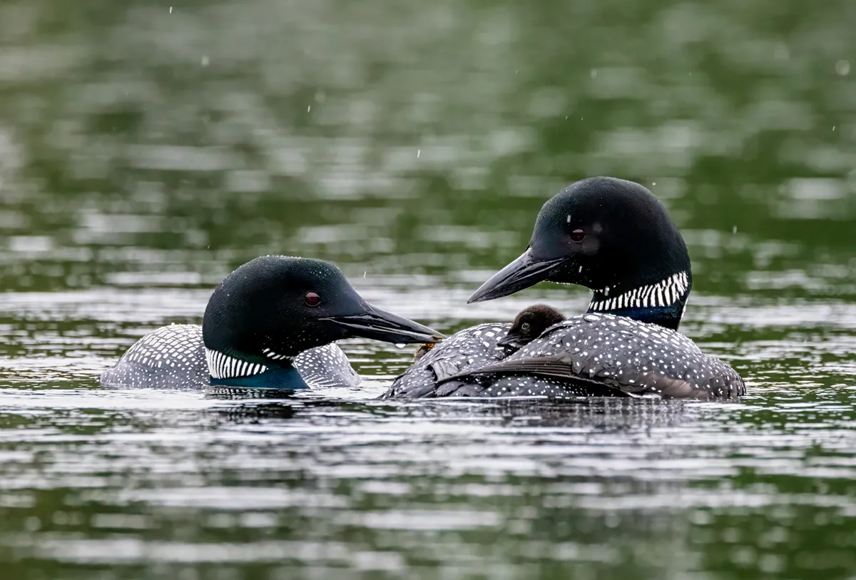 Common loon on Pleasant Lake