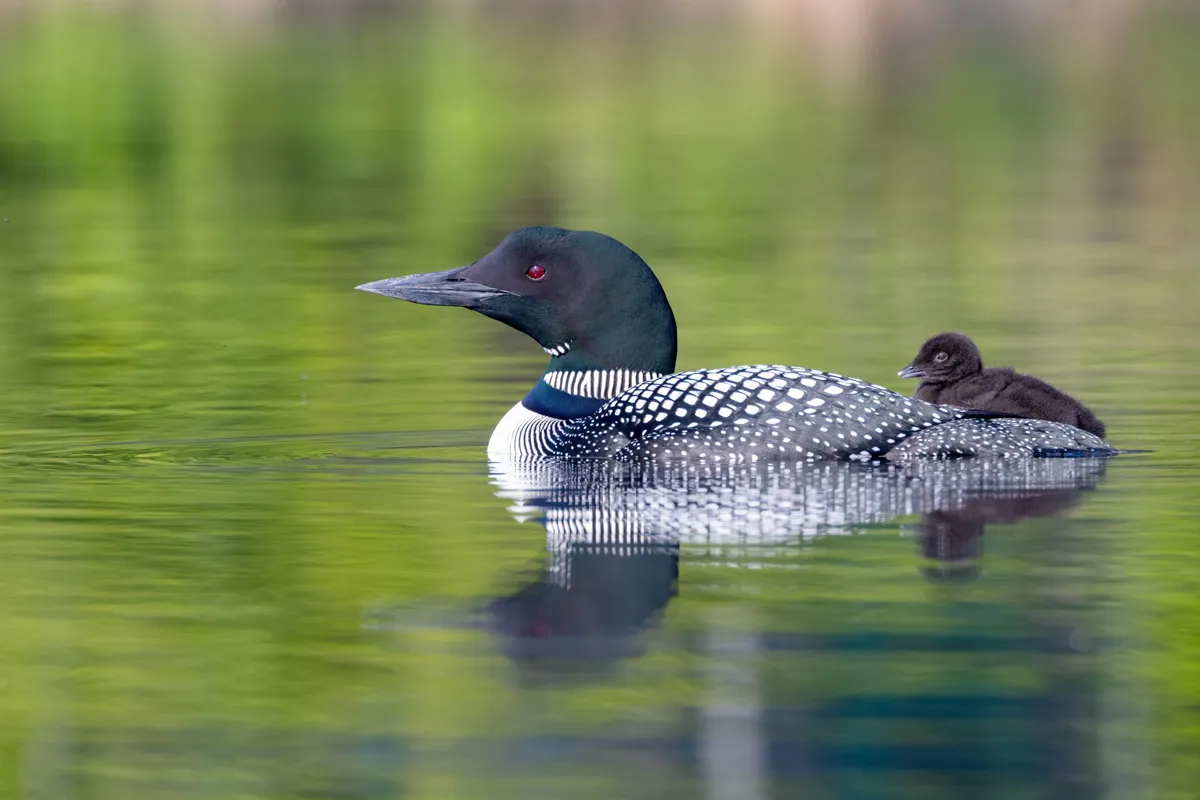 Common loon on Pleasant Lake