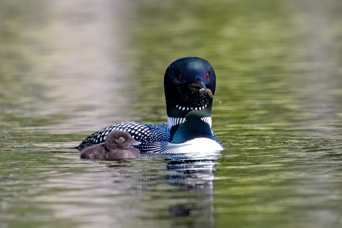 Common loon on Pleasant Lake