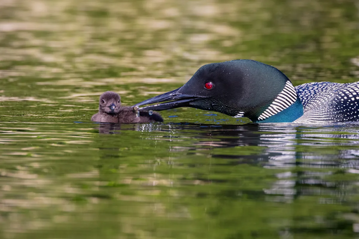 Common loon on Pleasant Lake