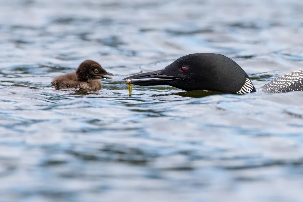 Common loon on Pleasant Lake