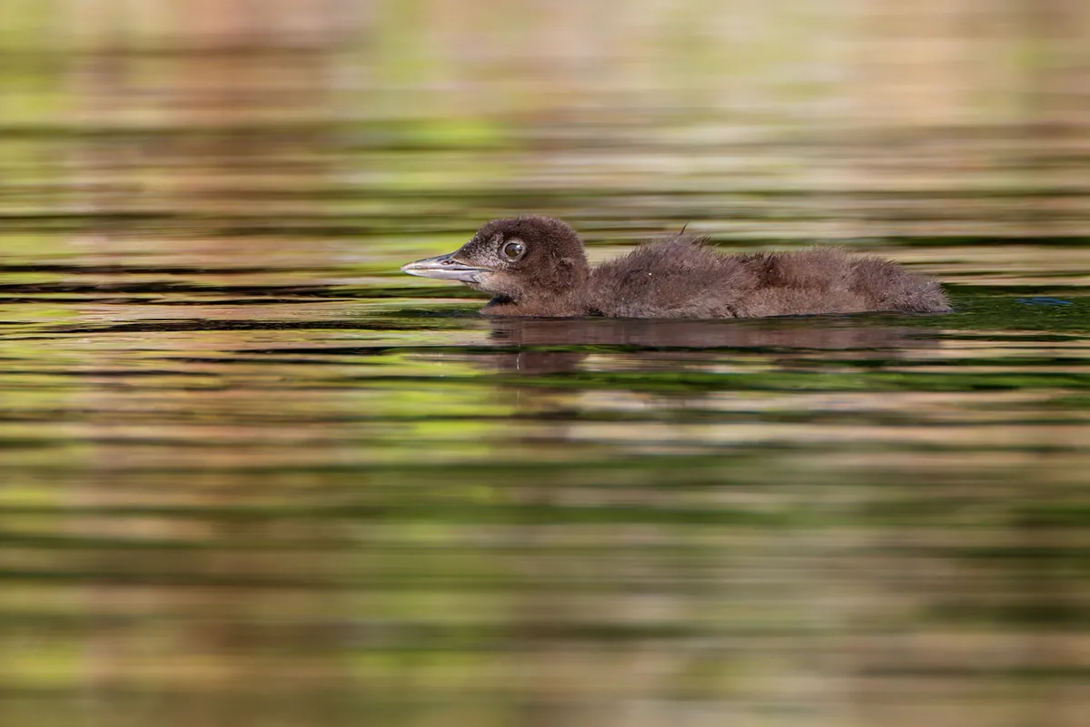 Common loon on Pleasant Lake