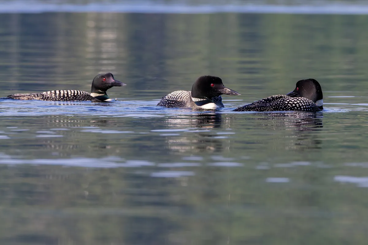 Common loon on Pleasant Lake