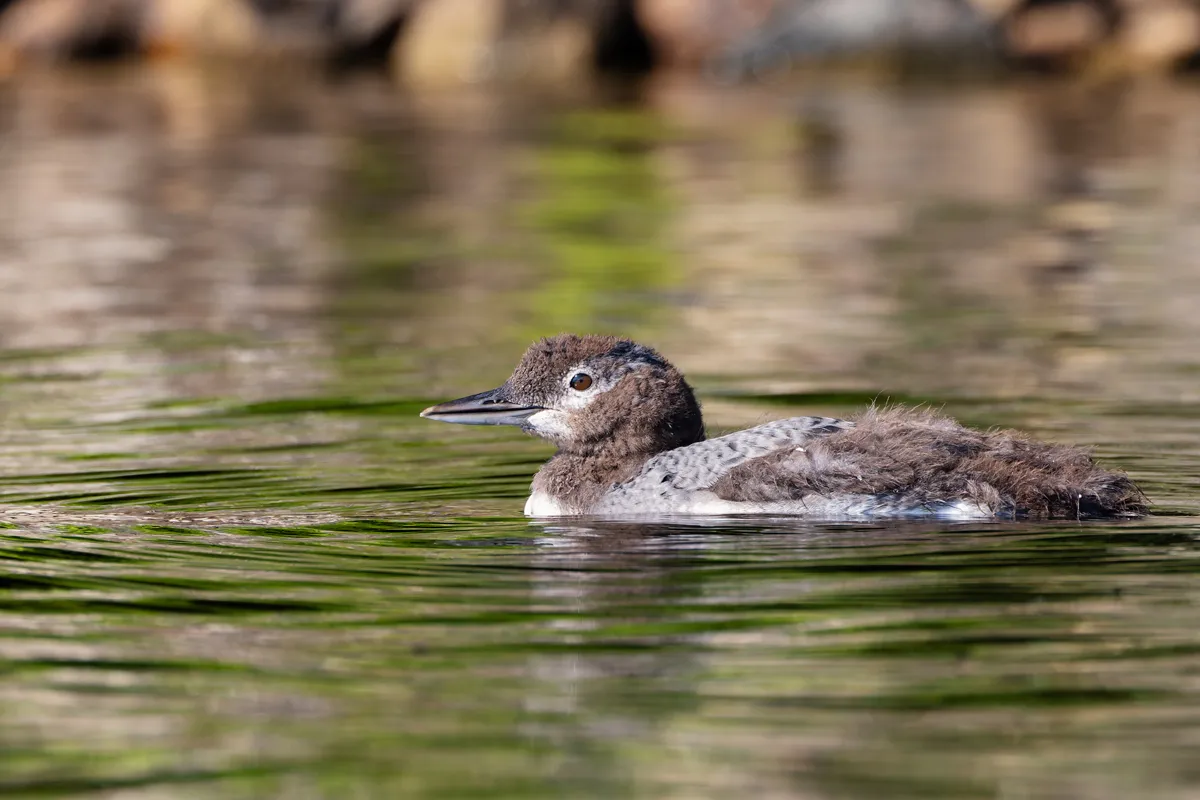 Common loon on Pleasant Lake