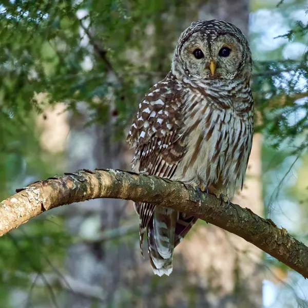 Barred Owl