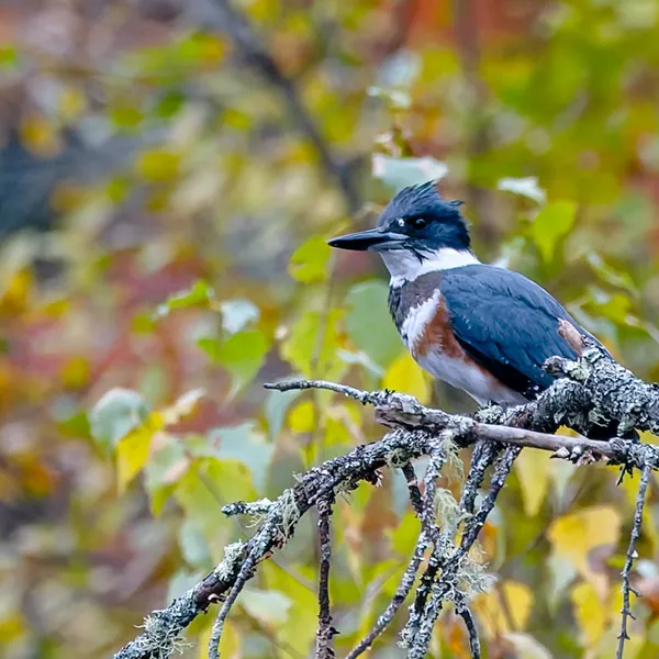 Belted Kingfisher