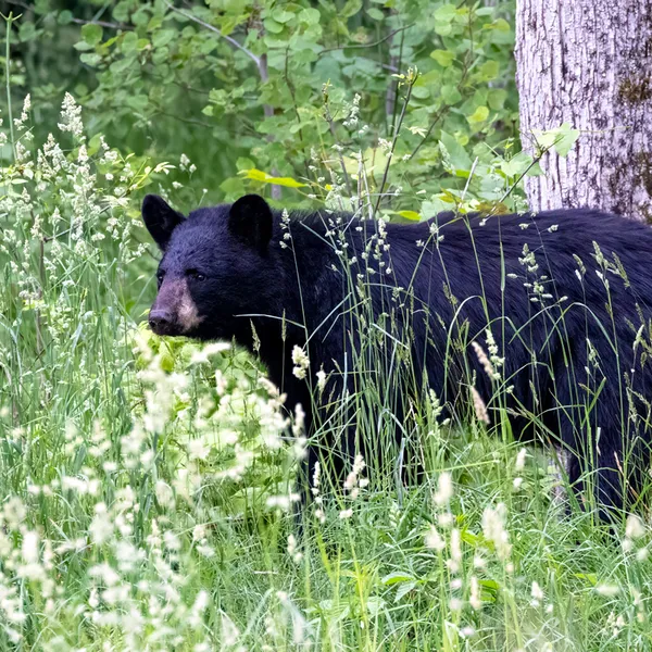 Black Bear