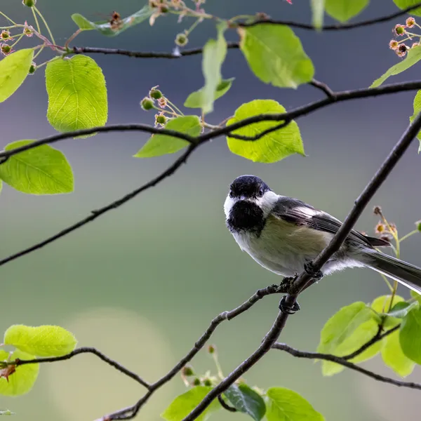 Black-capped Chickadee