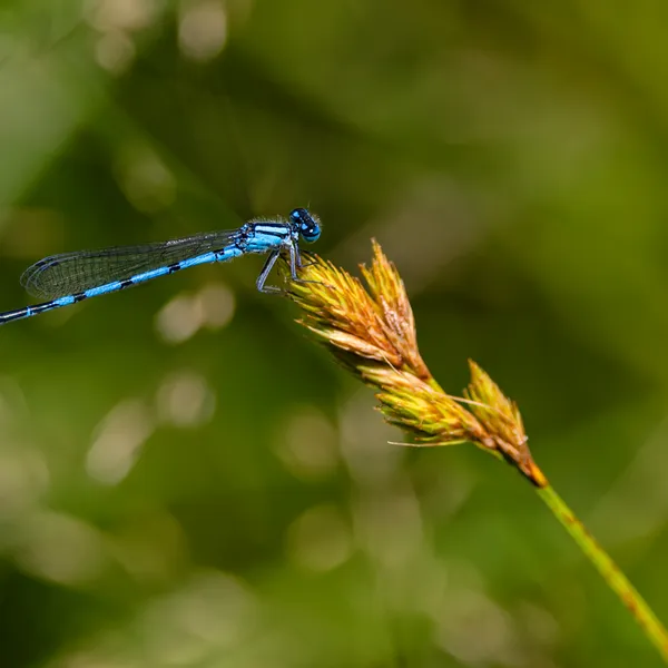 Bluet Damselfly