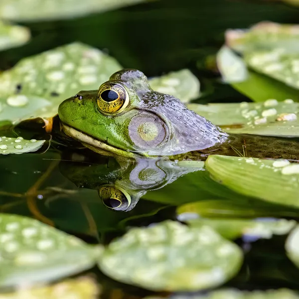 Bullfrog