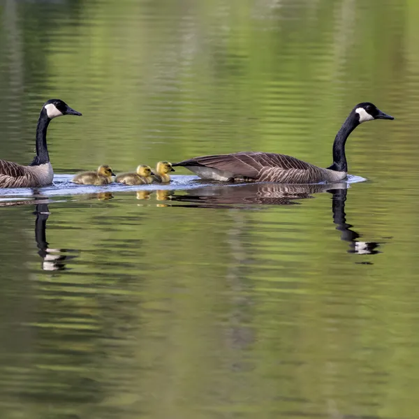 Canada Geese pair