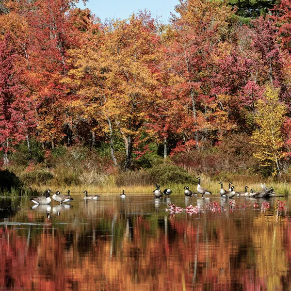 Canada Geese on the lake