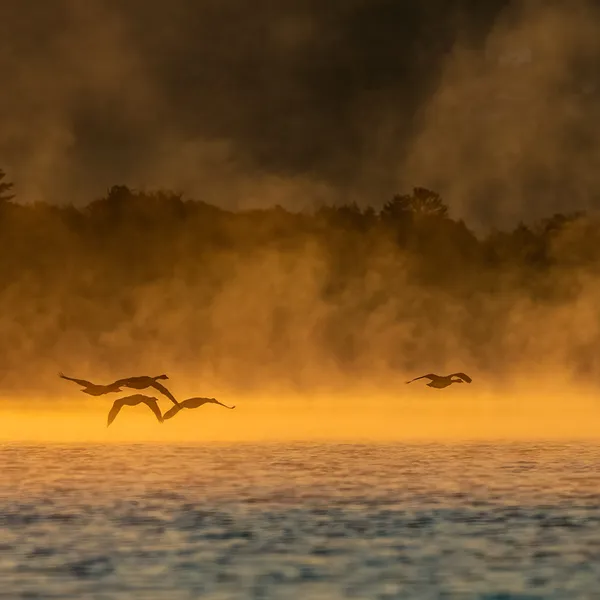 Canada Geese