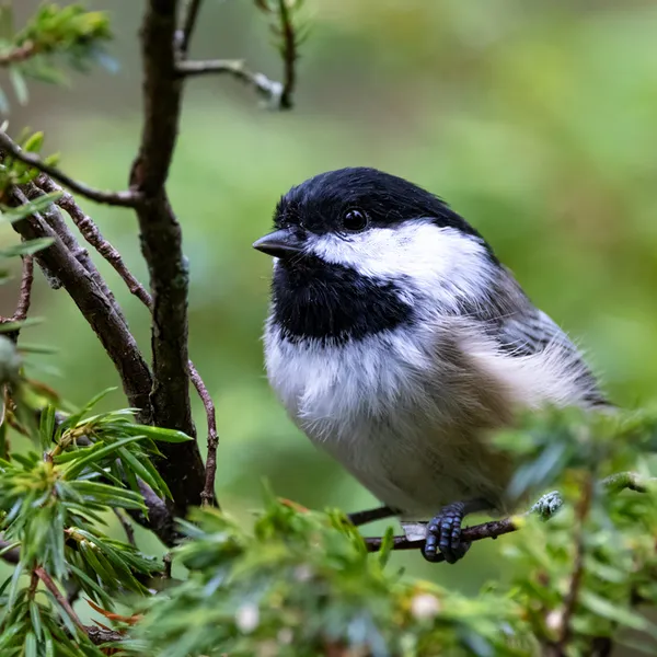 Chickadee
