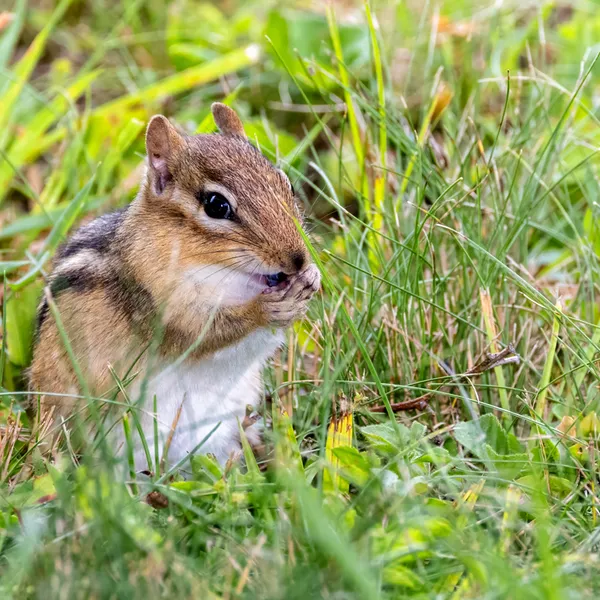 Chipmunk