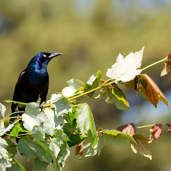 Common Grackle