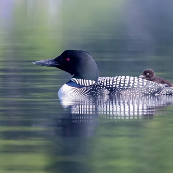Common Loon