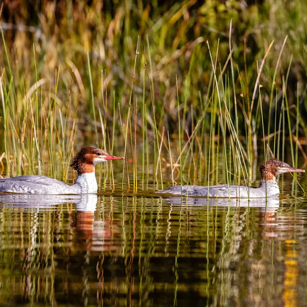 Common Merganser