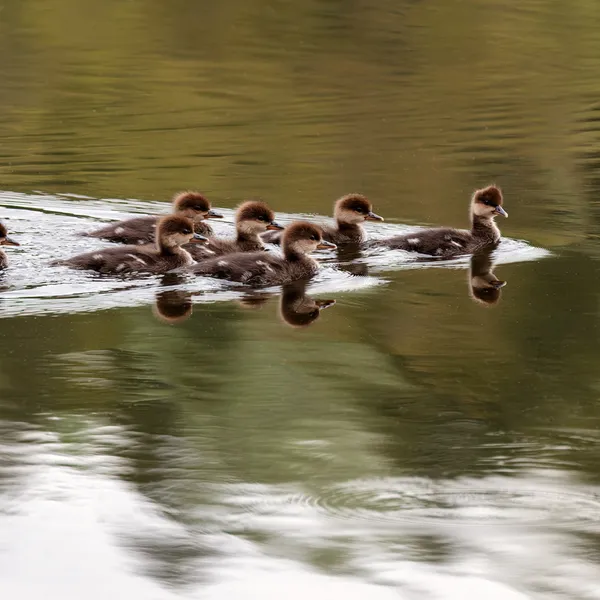 Common Mergansers