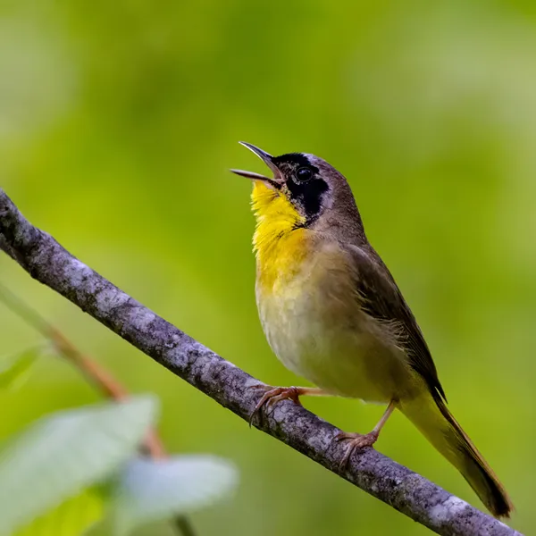 Common Yellowthroat Warbler