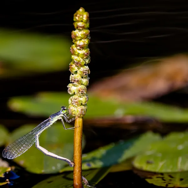 Damselfly