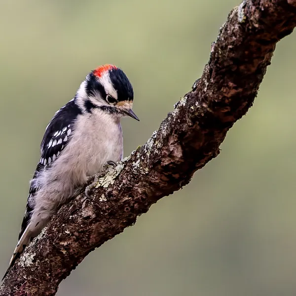Downy Woodpecker