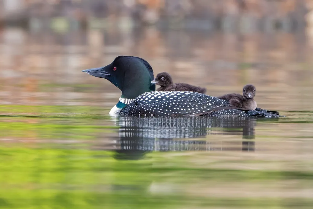 Common loon photographed during Pleasant Lake census season