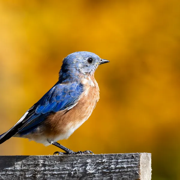 Eastern Bluebird