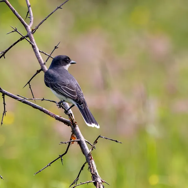 Eastern Kingbird