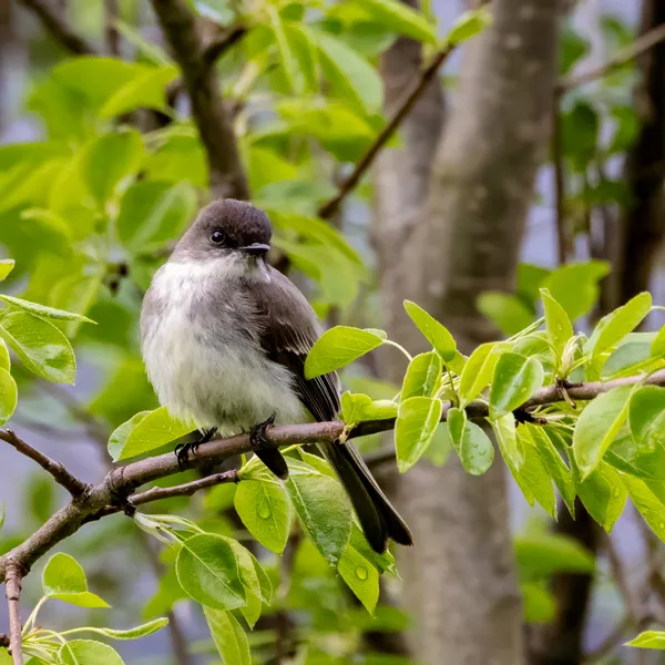 Eastern Phoebe