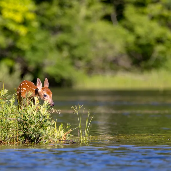 White-tailed Fawn