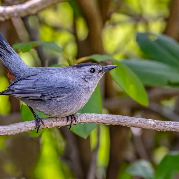 Gray Catbird