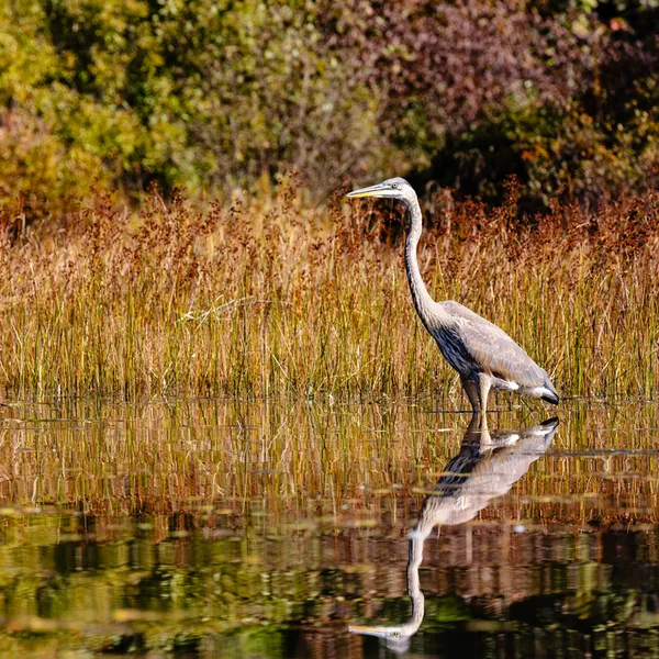 Great Blue Heron
