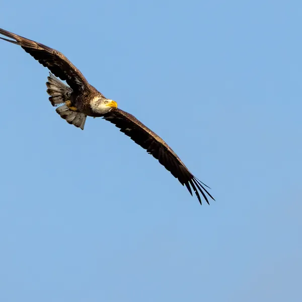 Juvenile Bald Eagle