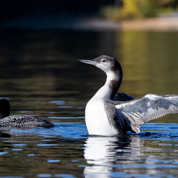 Loon surfacing