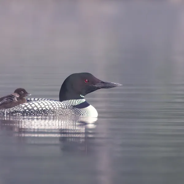 Loon swimming
