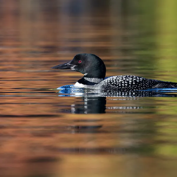 Loon on the water