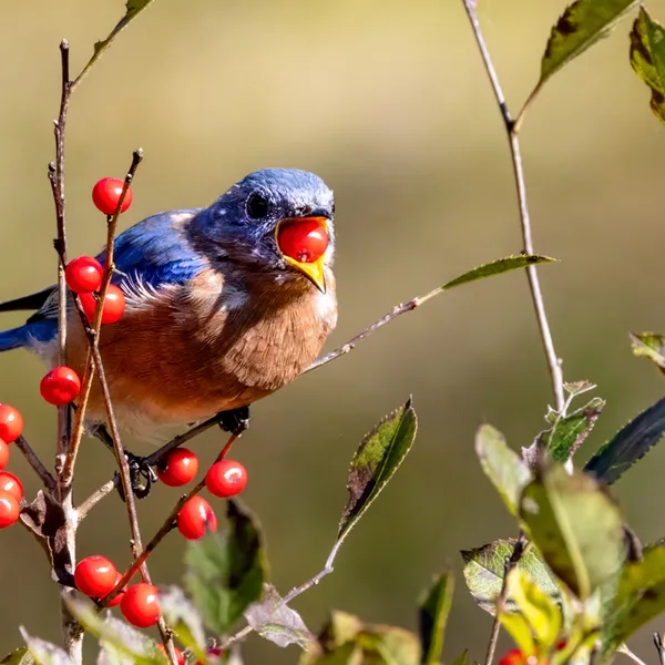 Male Eastern Bluebird