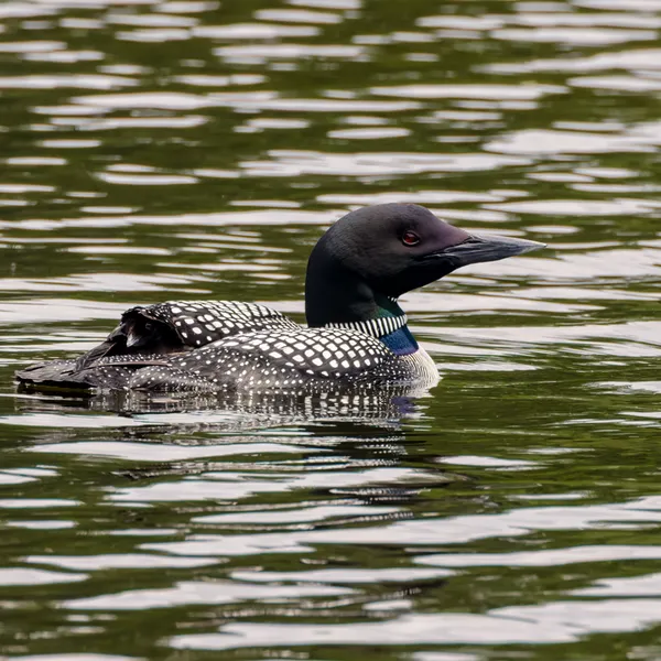 Nesting Loon