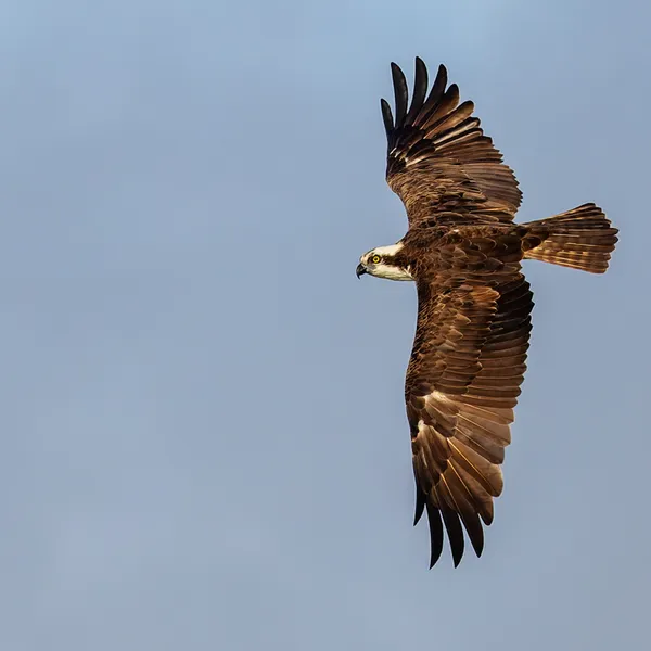 Osprey in flight