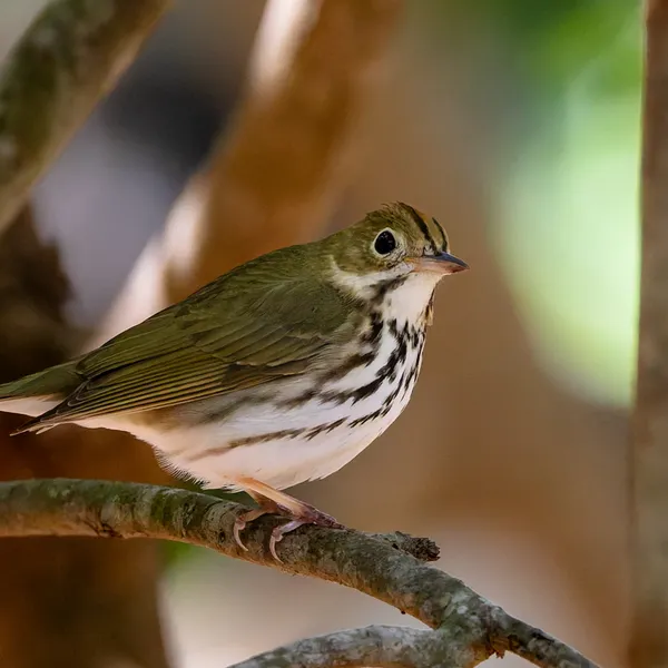 Ovenbird