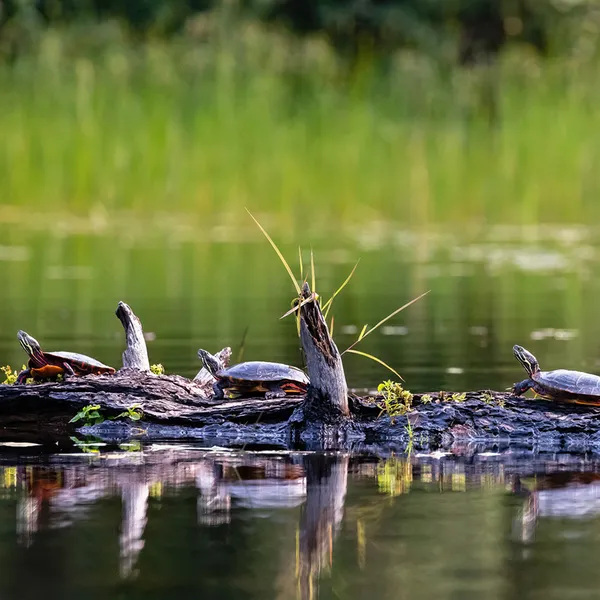 Painted Turtle