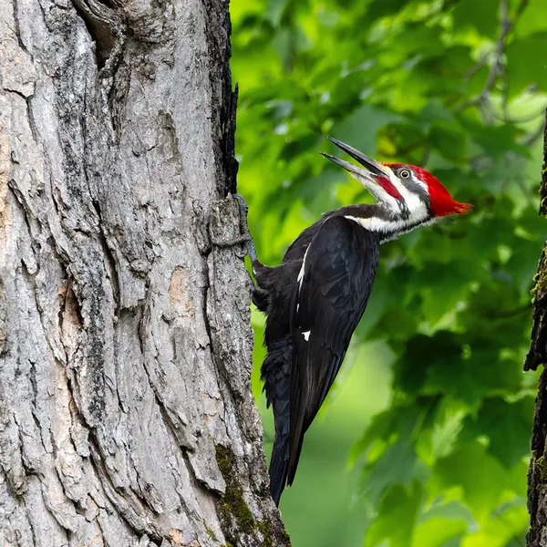 Pileated Woodpecker