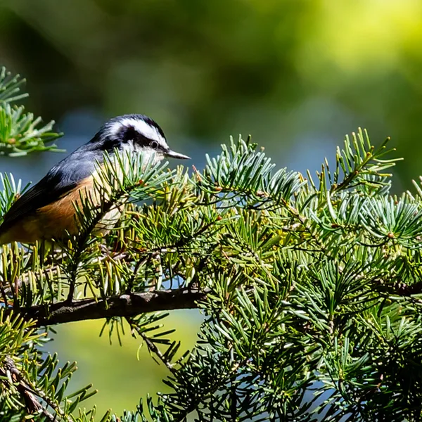 Red-breasted Nuthatch