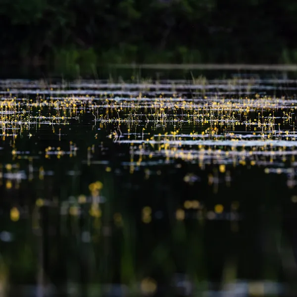 Shoreline Flora