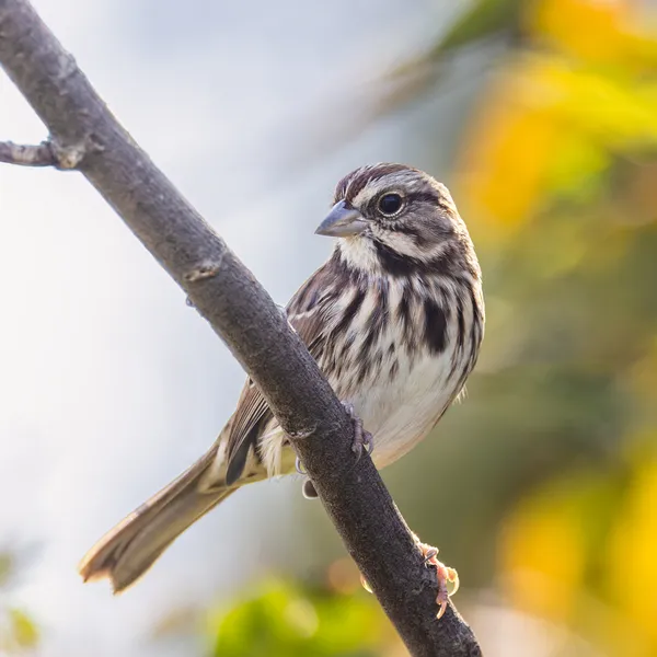 Song Sparrow