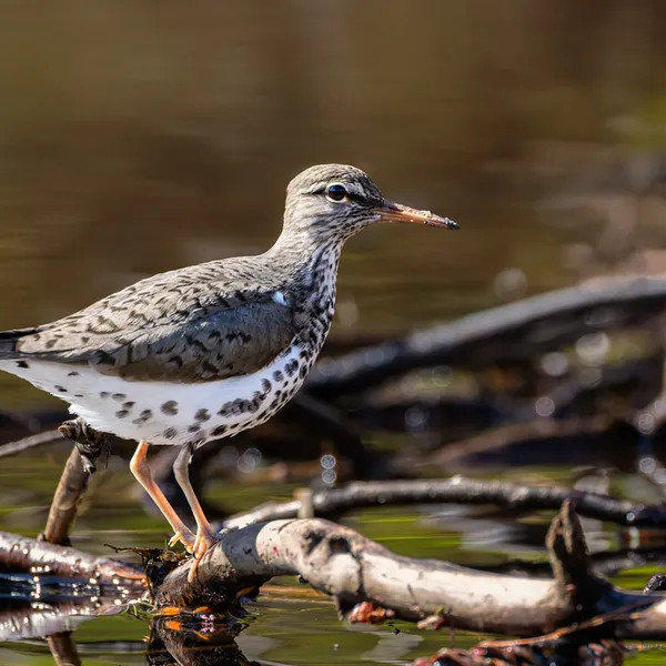 Spotted Sandpiper