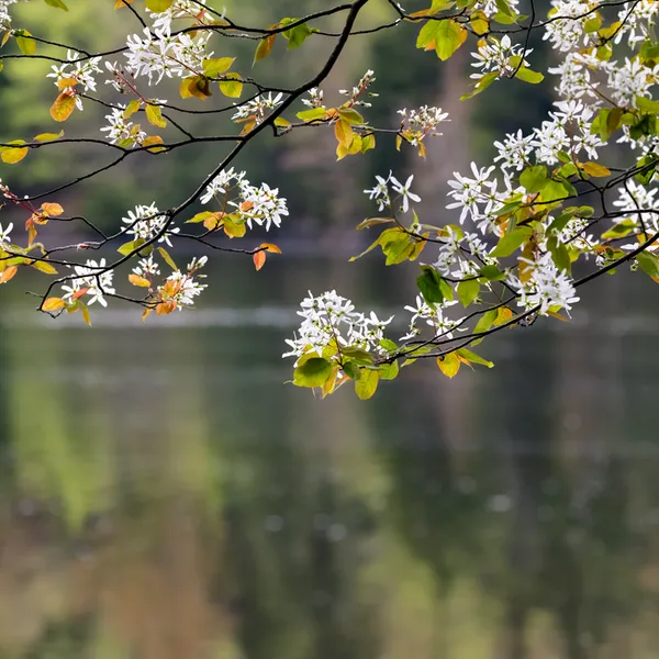 Spring Blooms